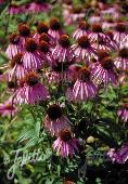 Echinacea purpurea